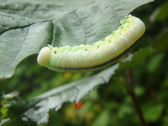Cimbex femoratus