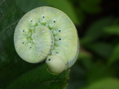 Cimbex femoratus