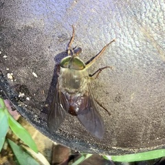 Scaptia