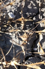 Sporobolus aculeatus