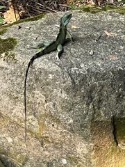Physignathus cocincinus