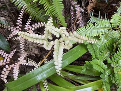 Adiantum flabellulatum