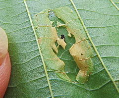 Phyllonorycter klemannella