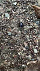 Anoplotrupes stercorosus