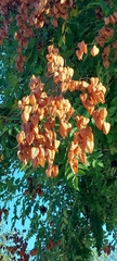 Koelreuteria paniculata