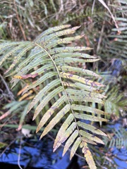 Telmatoblechnum indicum