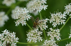 Syrphidae
