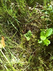 Sceptridium multifidum