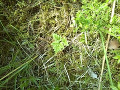 Sceptridium multifidum