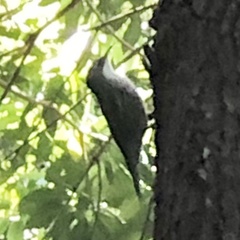 Cormobates leucophaea