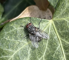 Musca autumnalis