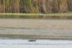 Podiceps auritus