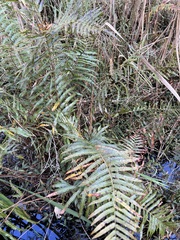 Telmatoblechnum indicum