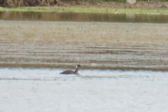 Podiceps auritus