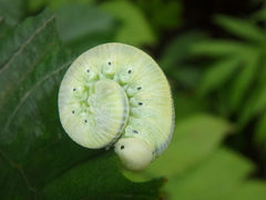 Cimbex femoratus