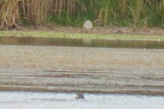 Podiceps auritus