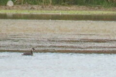 Podiceps auritus