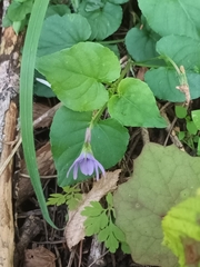 Viola reichenbachiana
