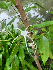 Hymenocallis