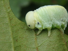 Cimbex femoratus