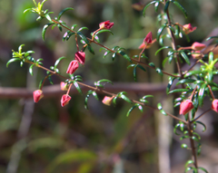 Boronia