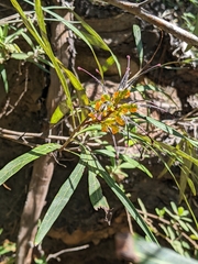 Grevillea venusta
