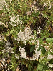 Fallopia baldschuanica