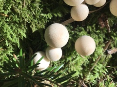 Lycoperdaceae