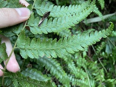Microlepia krameri