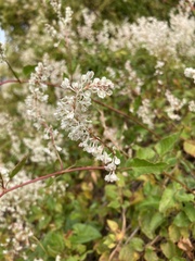 Fallopia baldschuanica