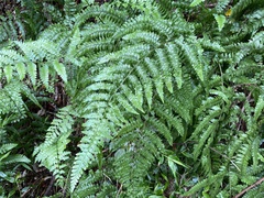 Microlepia krameri