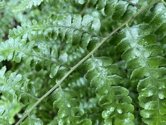 Microlepia krameri