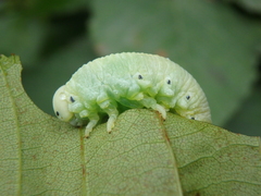 Cimbex femoratus