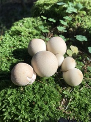 Lycoperdaceae