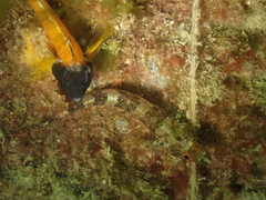 Tripterygion delaisi