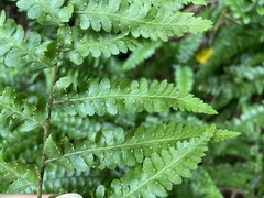 Microlepia krameri