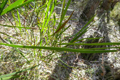 Acacia mucronata
