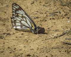 Belenois java teutonia