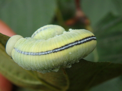 Cimbex femoratus