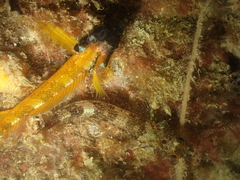 Tripterygion delaisi