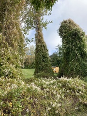 Fallopia baldschuanica
