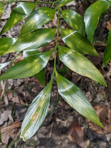 Bowenia serrulata, photograph 5