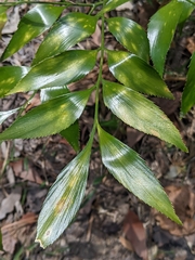 Bowenia serrulata, photograph (c) Daniel Montesinos, some rights reserved (CC BY)