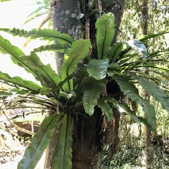Asplenium australasicum