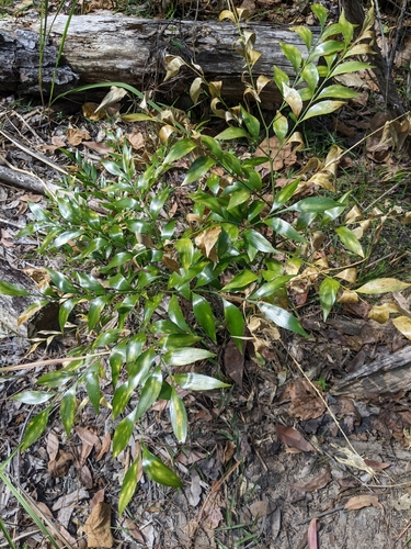 Bowenia serrulata, photograph 6