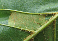 Phyllonorycter klemannella