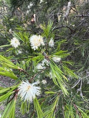 Melaleuca linariifolia