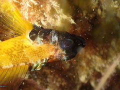 Tripterygion delaisi