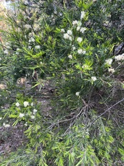 Melaleuca linariifolia