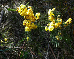 Acacia dealbata